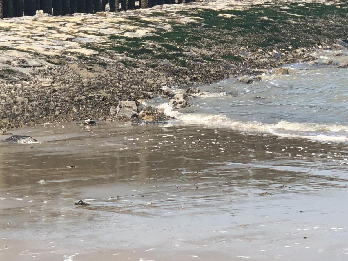 Appartement De Graanzolder Aan Zeeuwse Kust Hoofdplaat Esterno foto
